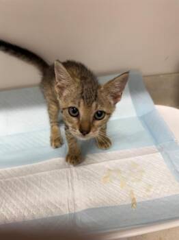 HAZELNUT -  Domestic Short Hair Cat for Adoption in Baytown, Texas - HAZELNUT | PetCurious
