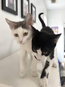 Rescue Domestic Short Hair Cats for Adoption in Chicago, Illinois - Francine - Arthur