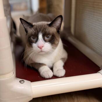 Sterling -  Siamese Cat for Adoption in Corpus Christi, Texas - Sterling | PetCurious
