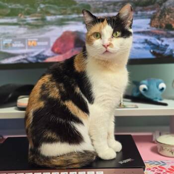 Domestic Short Hair Cats Available for Adoption in Roanoke, Virginia - Simmy | PetCurious