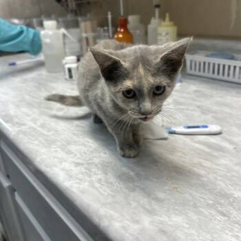 Claws -  Domestic Short Hair Cat for Adoption in Lewisburg, West Virginia - Claws | PetCurious