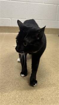 Domestic Short Hair Cats Available for Adoption in Derwood, Maryland - BUNNER | PetCurious