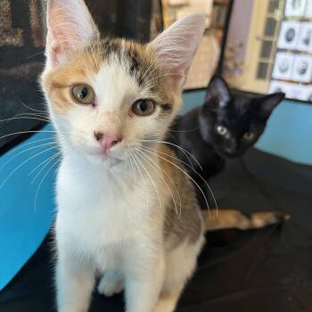 Rescue Calico and Tabby Cats for Adoption in Marion, North Carolina - Carmel Corn | PetCurious