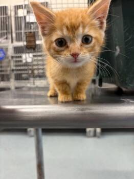 Rescue Domestic Short Hair Cats for Adoption in Portland, Indiana - Cashew | PetCurious