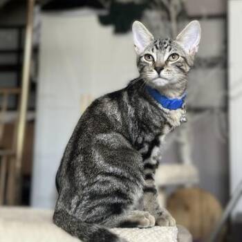 Ryu -  Domestic Short Hair Cat for Adoption in Liverpool, Texas - Ryu | PetCurious
