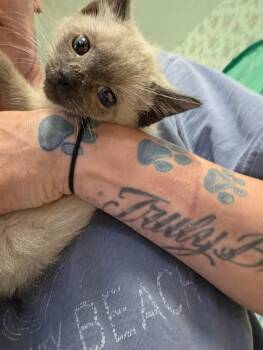 Cotton and Wiley -  Siamese Cat Available for Adoption in Lawrenceville, Georgia - Cotton And Wiley | PetCurious