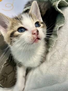 Caleb -  Domestic Short Hair and Tabby Cat for Adoption in Emerald Isle, North Carolina - Caleb | PetCurious