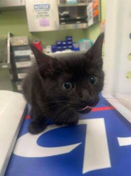 Rescue Domestic Short Hair Cats for Adoption in Longview, Texas - Gravy | PetCurious