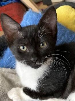 Abby -  Domestic Short Hair Cat for Adoption in Honolulu, Hawaii - Abby | PetCurious