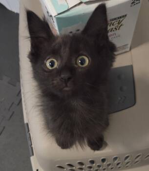 Beetlejuice -  Domestic Medium Hair Cat for Adoption in Los Angeles, California - Beetlejuice | PetCurious