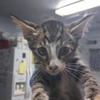 Muffin Maker -  Domestic Short Hair Cat for Adoption in Summerville, South Carolina - Muffin Maker | PetCurious