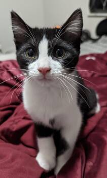 Tuxedo and Domestic Short Hair Cats Available for Adoption in Georgetown, Kentucky - Quartz | PetCurious