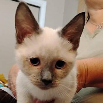 Latte -  Domestic Short Hair Cat for Adoption in Grantsville, Utah - Latte | PetCurious