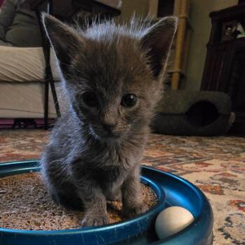 Domestic Short Hair Cats Available for Adoption in Chattanooga, Tennessee - Shallot | PetCurious