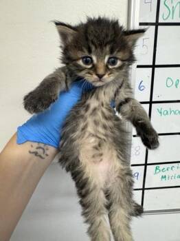 Furbelow -  Domestic Short Hair Cat for Adoption in West Chester, Pennsylvania - Furbelow | PetCurious
