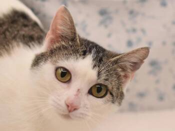 Domestic Short Hair Cats Available for Adoption in Portland, Oregon - Wildcat | PetCurious