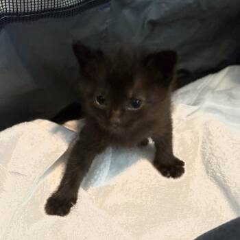 Neon -  Domestic Short Hair Cat for Adoption in Salt Lake City, Utah - Neon | PetCurious