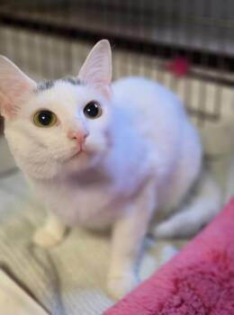 2026-85 Humpty -  Domestic Short Hair Cat for Adoption in Windsor, Connecticut - 2026-85 Humpty | PetCurious
