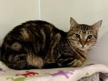 Tommy -  Domestic Short Hair Cat for Adoption in Ashland, Ohio - Tommy | PetCurious