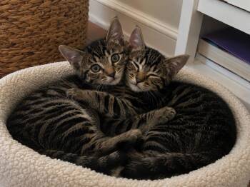 Rummy & Kub -  Tiger and Domestic Short Hair Cat for Adoption in Long Beach, California - Rummy & Kub | PetCurious