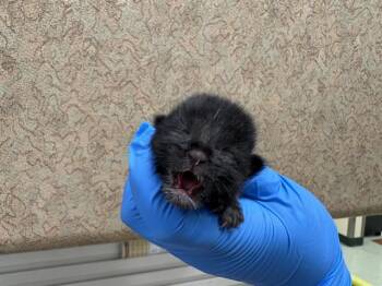 Domestic Short Hair Cats Available for Adoption - SAMMY | PetCurious