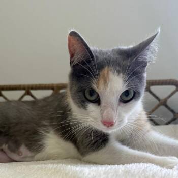 Domestic Short Hair Cats Available for Adoption - Cupcake | PetCurious