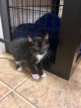 Greta -  Domestic Short Hair Cat for Adoption in Minot, North Dakota - Greta | PetCurious