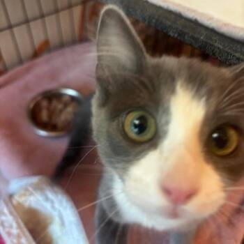 Gary -  Domestic Medium Hair Cat for Adoption in Bentonville, Arkansas - Gary | PetCurious