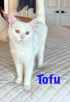 Tofu -  Domestic Short Hair Cat for Adoption - Tofu | PetCurious