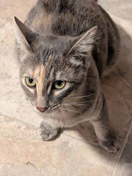 Eden -  Domestic Short Hair Cat for Adoption in Palmhurst, Texas - Eden | PetCurious