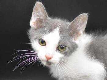 Roller Coaster -  Domestic Short Hair Cat for Adoption in Portland, Oregon - Roller Coaster | PetCurious