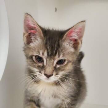 Aquarius -  Domestic Short Hair Cat for Adoption in Phoenix, Arizona - Aquarius | PetCurious
