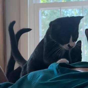 Rescue Domestic Short Hair Cats for Adoption in Springdale, Arkansas - Orwell | PetCurious