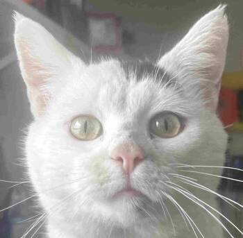 Domestic Short Hair Cats Available for Adoption - Big Baller | PetCurious