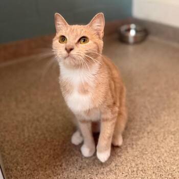 Bagel -  Domestic Short Hair Cat for Adoption in Sarasota, Florida - Bagel | PetCurious