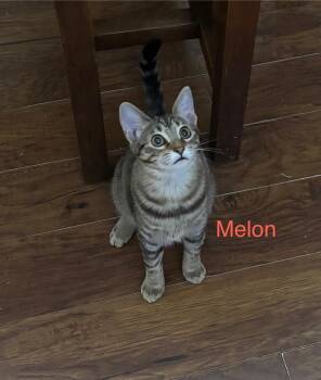Rescue Tabby Cats for Adoption in Nacogdoches, Texas - MELON | PetCurious