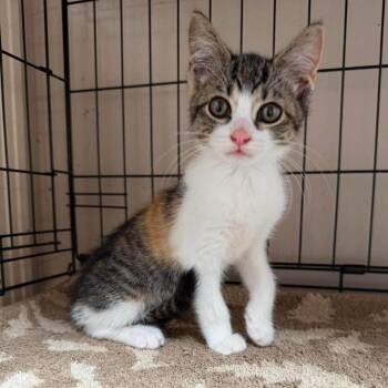 Oakley -  Domestic Short Hair Cat for Adoption in Madison, Wisconsin - Oakley | PetCurious