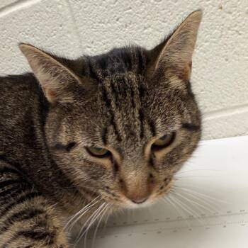 Estrella -  Domestic Short Hair Cat for Adoption in Murray, Utah - Estrella | PetCurious