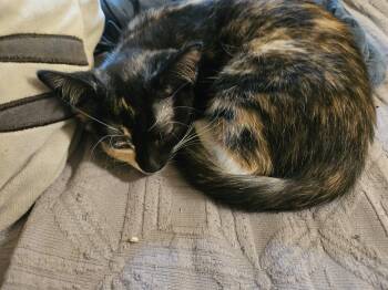 Rescue Calico Cats for Adoption in Berkeley Heights, New Jersey - Jane | PetCurious