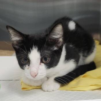 Jigsaw -  Domestic Short Hair Cat for Adoption in Clearwater, Florida - Jigsaw | PetCurious