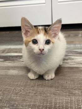 Polly O -  Domestic Short Hair Cat for Adoption in Ruskin, Florida - Polly O | PetCurious