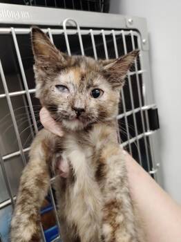 Nixie -  Domestic Short Hair Cat for Adoption in Republic, Missouri - Nixie | PetCurious