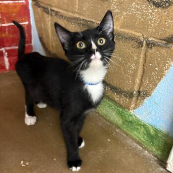 Rescue Domestic Short Hair Cats for Adoption in Laredo, Texas - Lucky | PetCurious