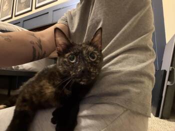 Jackie -  Domestic Short Hair Cat for Adoption in Cloquet, Minnesota - Jackie | PetCurious