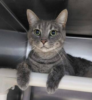 Roscoe - At the Shelter -  Domestic Short Hair Cat for Adoption in Rustburg, Virginia - Roscoe - At The Shelter | PetCurious