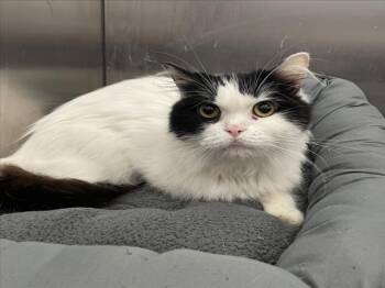 DOROTHY -  Persian and Domestic Short Hair Cat for Adoption in Tracy, California - DOROTHY | PetCurious