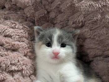 Domestic Short Hair Cats Available for Adoption in Grand Rapids, Michigan - Mash | PetCurious