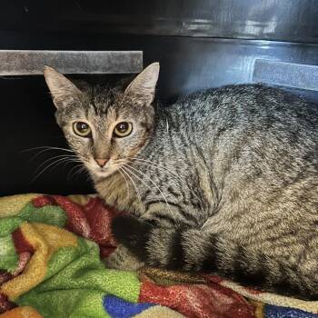 Agnes -  Domestic Short Hair Cat for Adoption in Abilene, Texas - Agnes | PetCurious