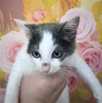 SESAME -  Domestic Short Hair Cat for Adoption in San Bernardino, California - SESAME | PetCurious