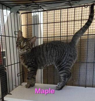 Rescue Domestic Short Hair Cats for Adoption in Buena Vista, Virginia - Maple | PetCurious